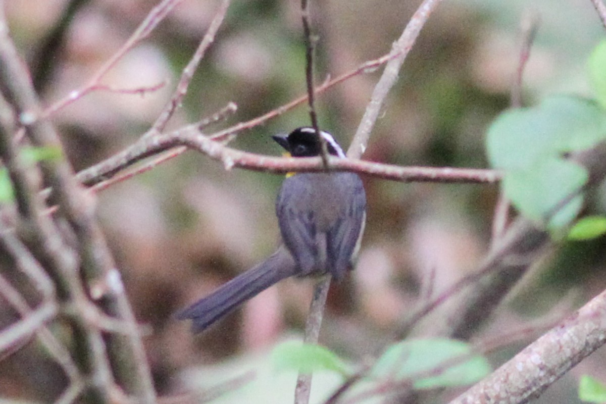 White-naped Brushfinch (Yellow-throated) - ML590235621