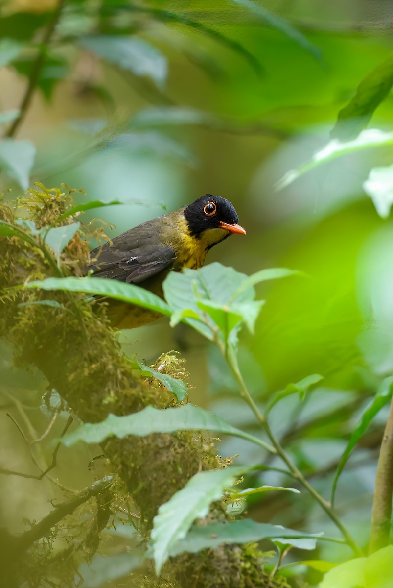 Yellow-throated Nightingale-Thrush - ML590236591