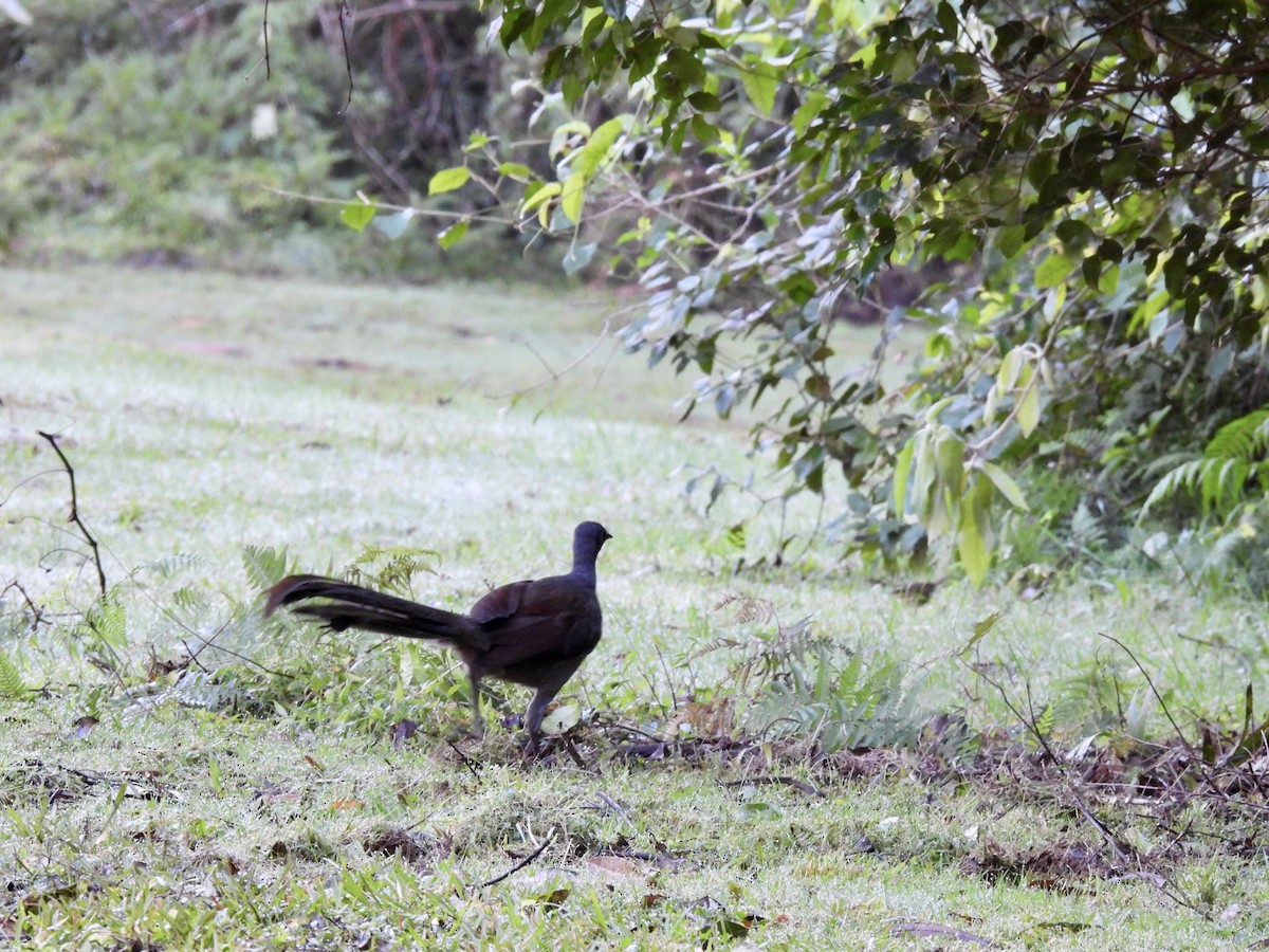 Superb Lyrebird - ML590236931