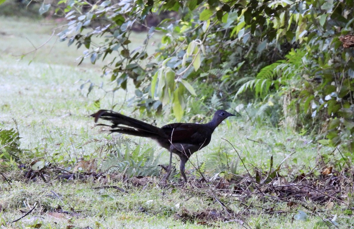 Superb Lyrebird - ML590236941