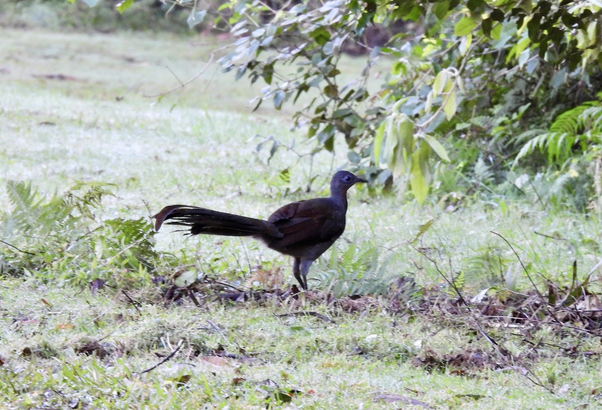 Superb Lyrebird - ML590236951