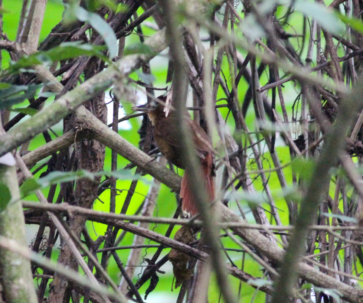 Ruddy Foliage-gleaner (Rusty) - Michael Booker