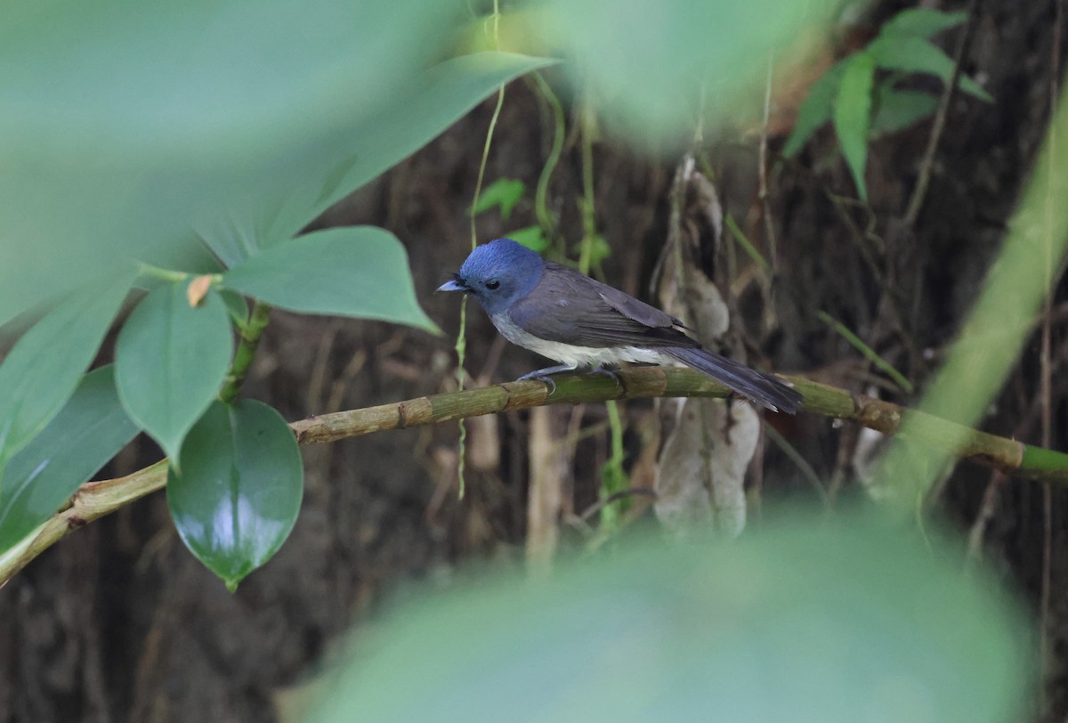 Black-naped Monarch - ML590237311