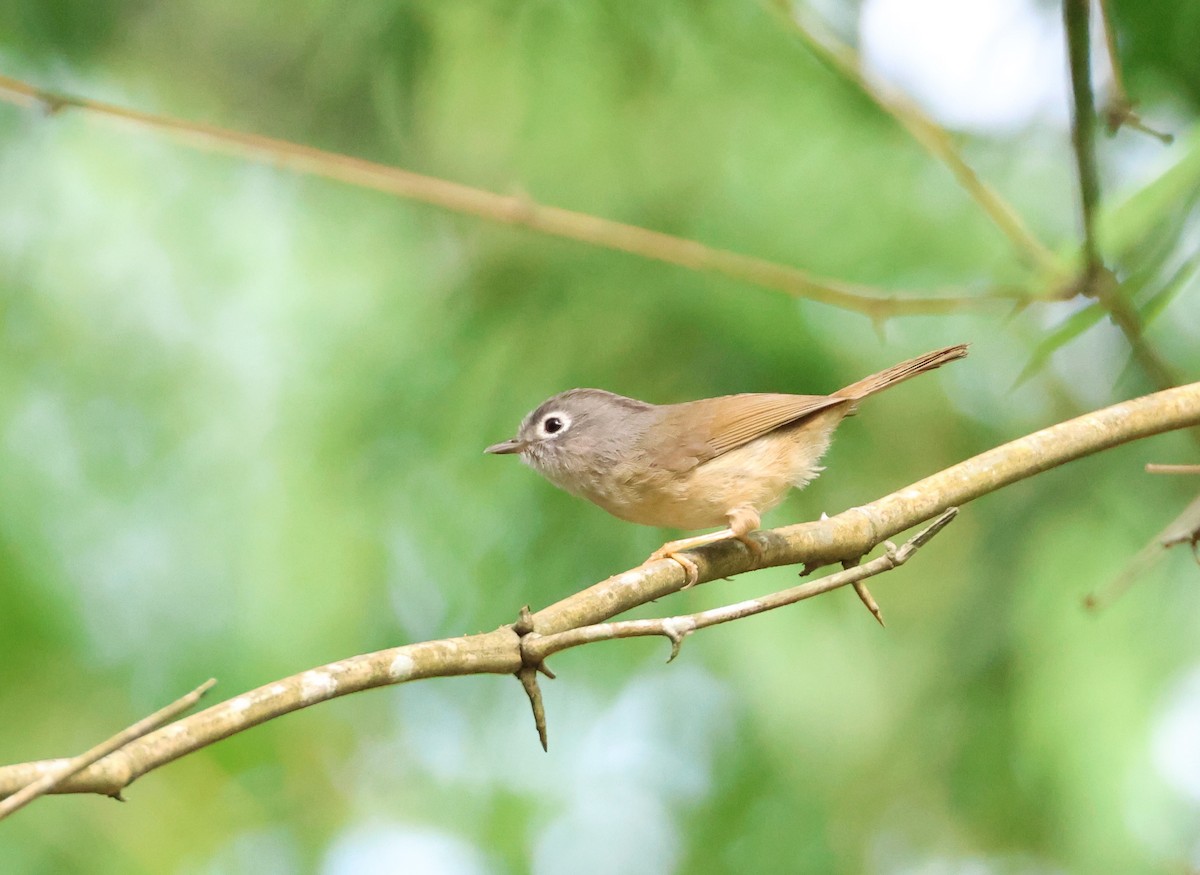 Morrison's Fulvetta - ML590237421