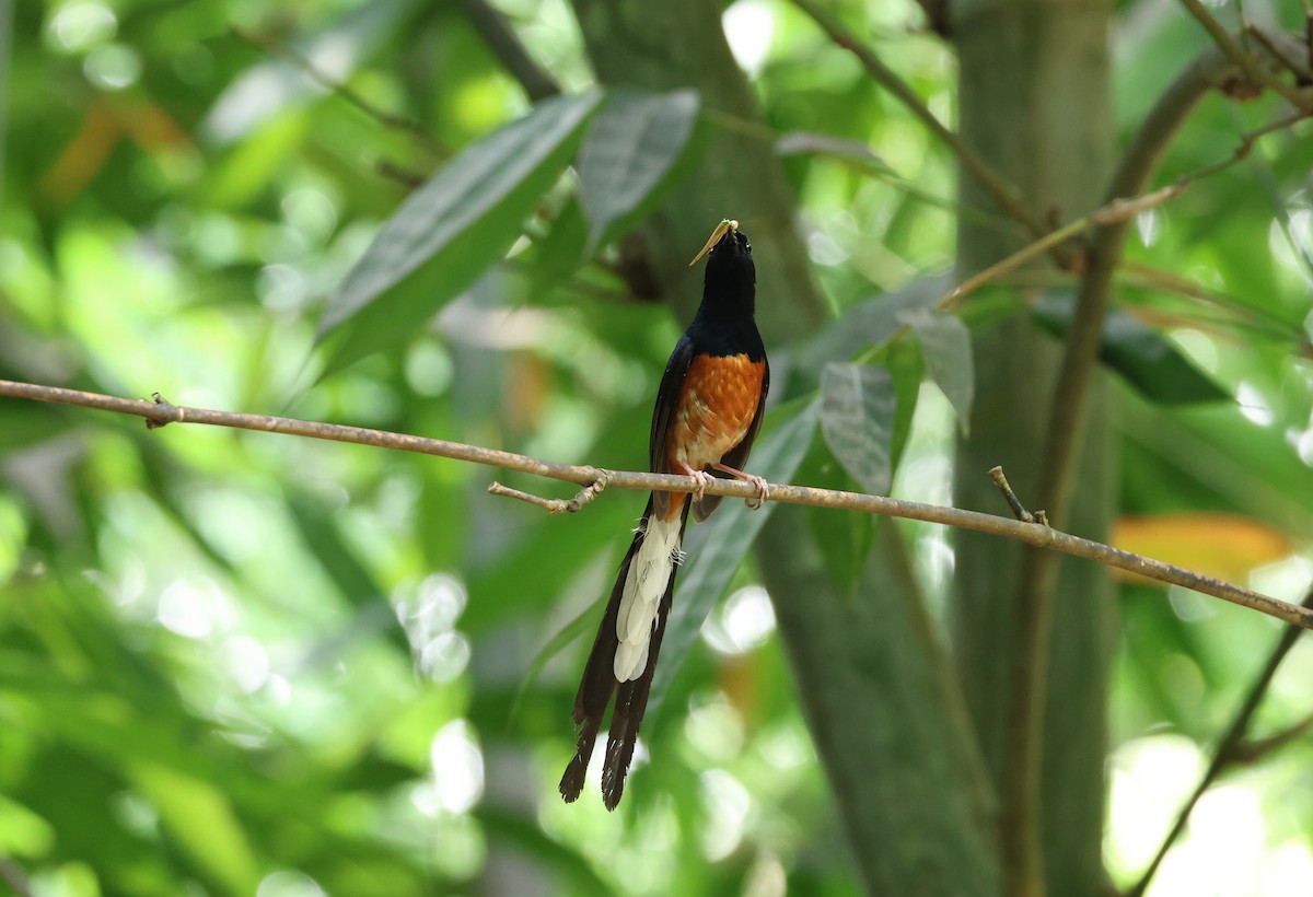 White-rumped Shama - ML590237571