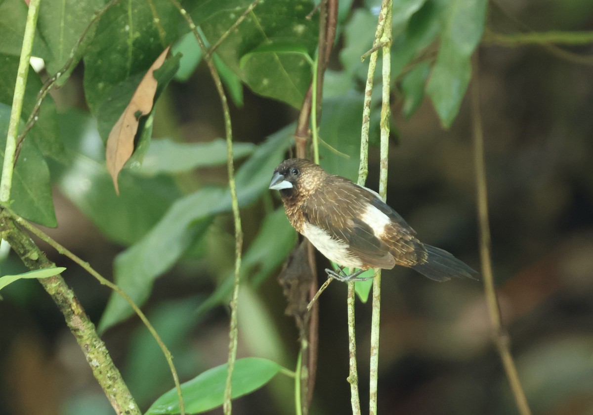 White-rumped Munia - ML590237621