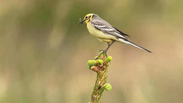 Lavandera Cetrina - ML590237771