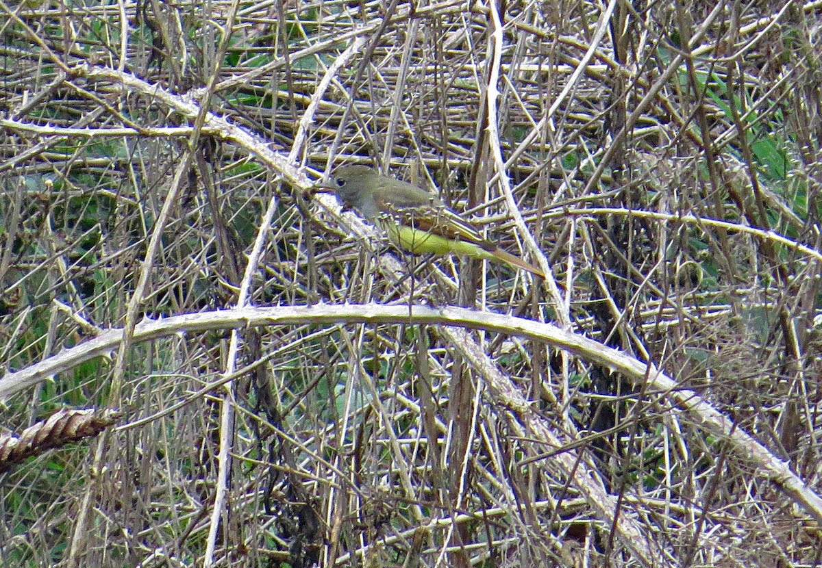 Great Crested Flycatcher - ML590237781