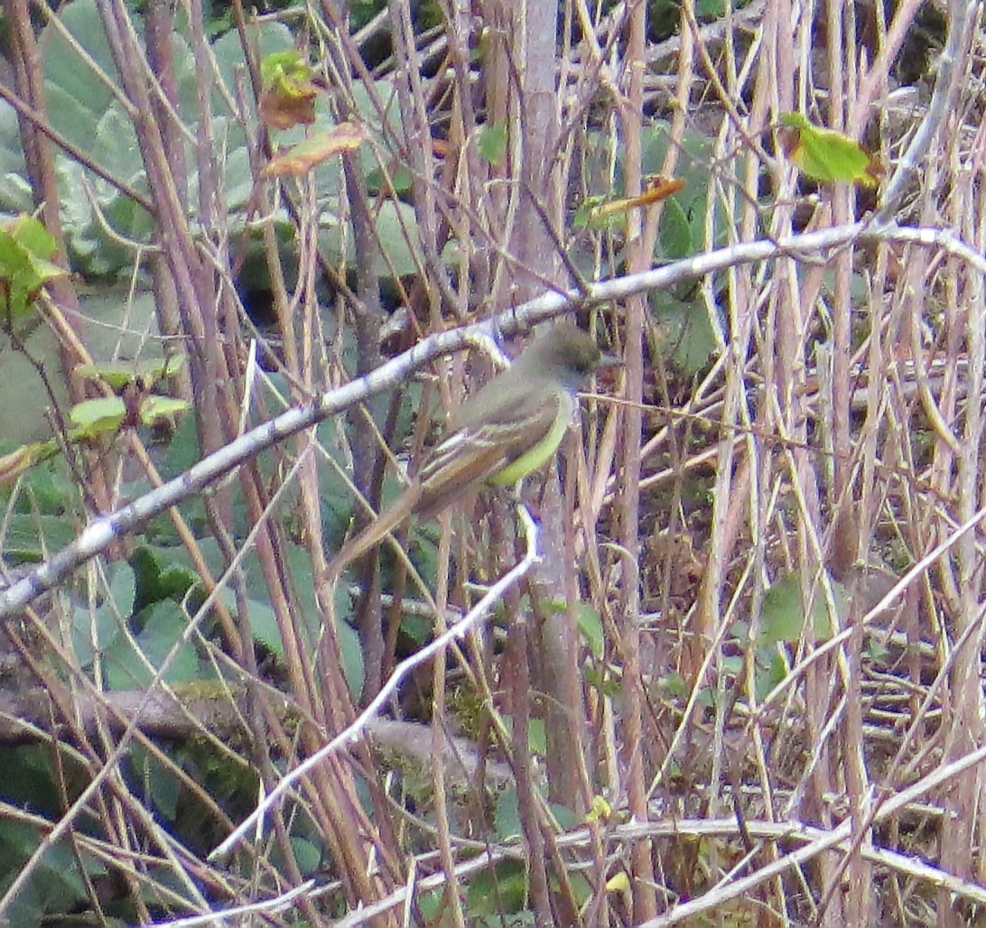 Great Crested Flycatcher - ML590237891