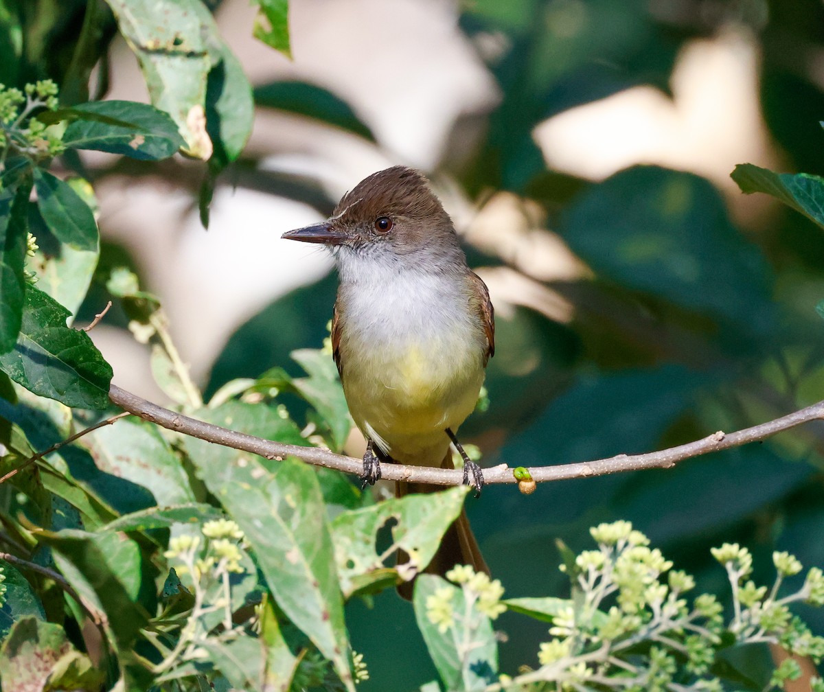 Dusky-capped Flycatcher (lawrenceii Group) - ML590238041