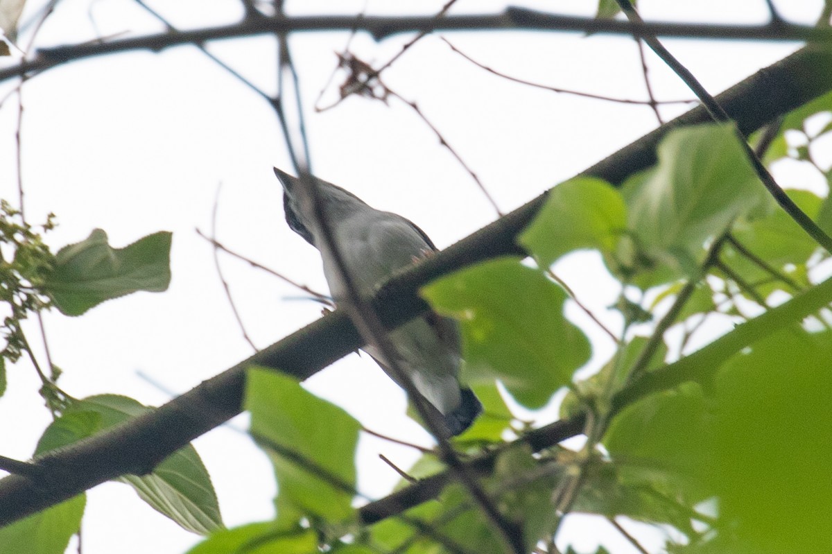 White-browed Shrike-Babbler - ML590238471
