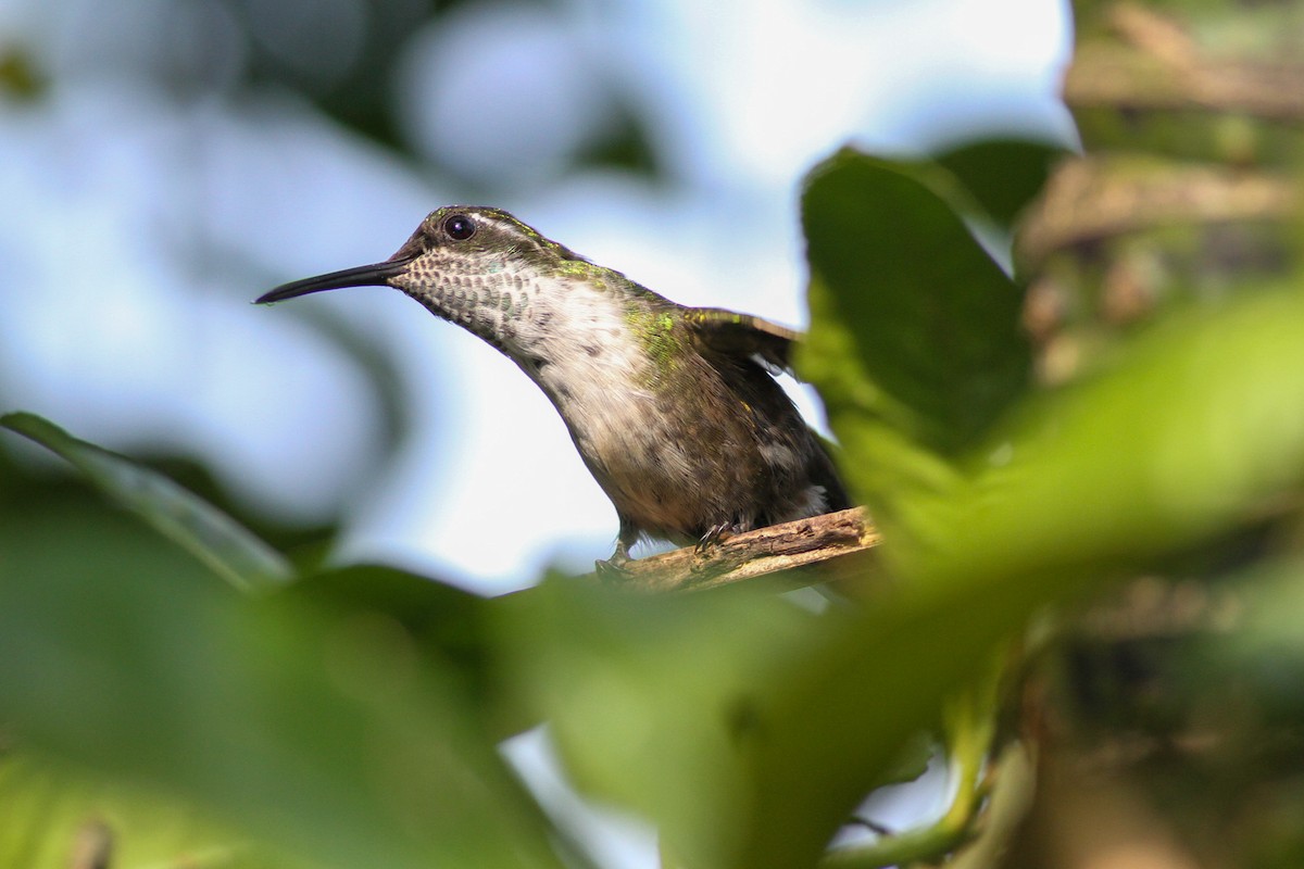 Green-throated Mountain-gem - ML590239031