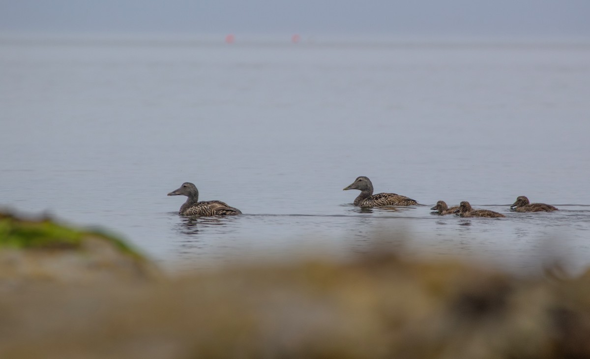 Eider arrunta - ML590239631