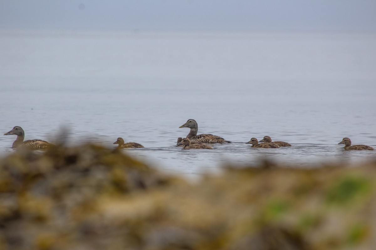 Common Eider - ML590239641