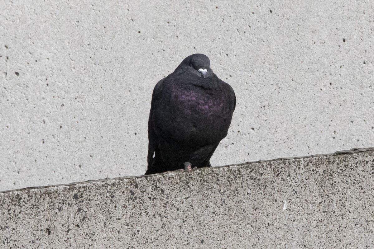 Rock Pigeon (Feral Pigeon) - ML590240101