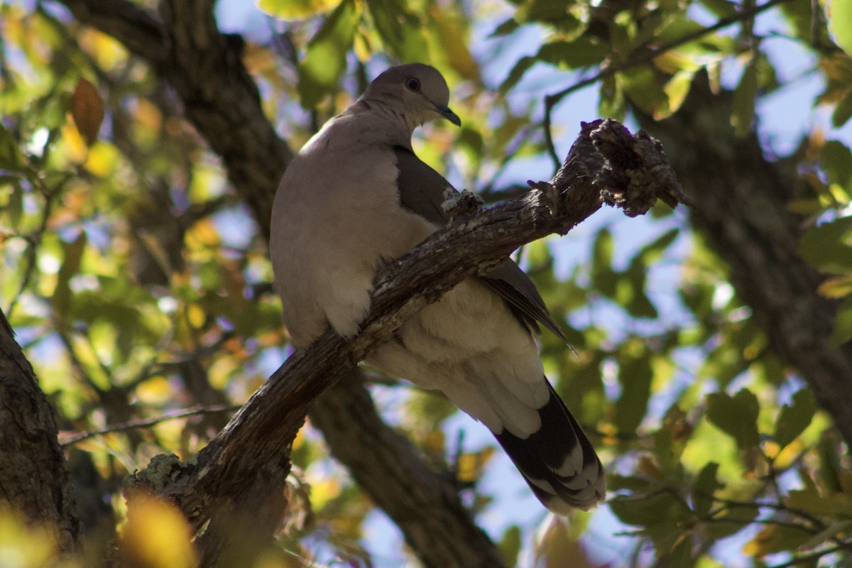 White-tipped Dove - ML590241001