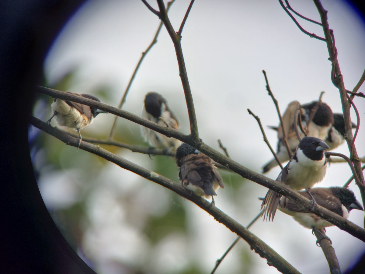 Magpie Mannikin - ML590242161