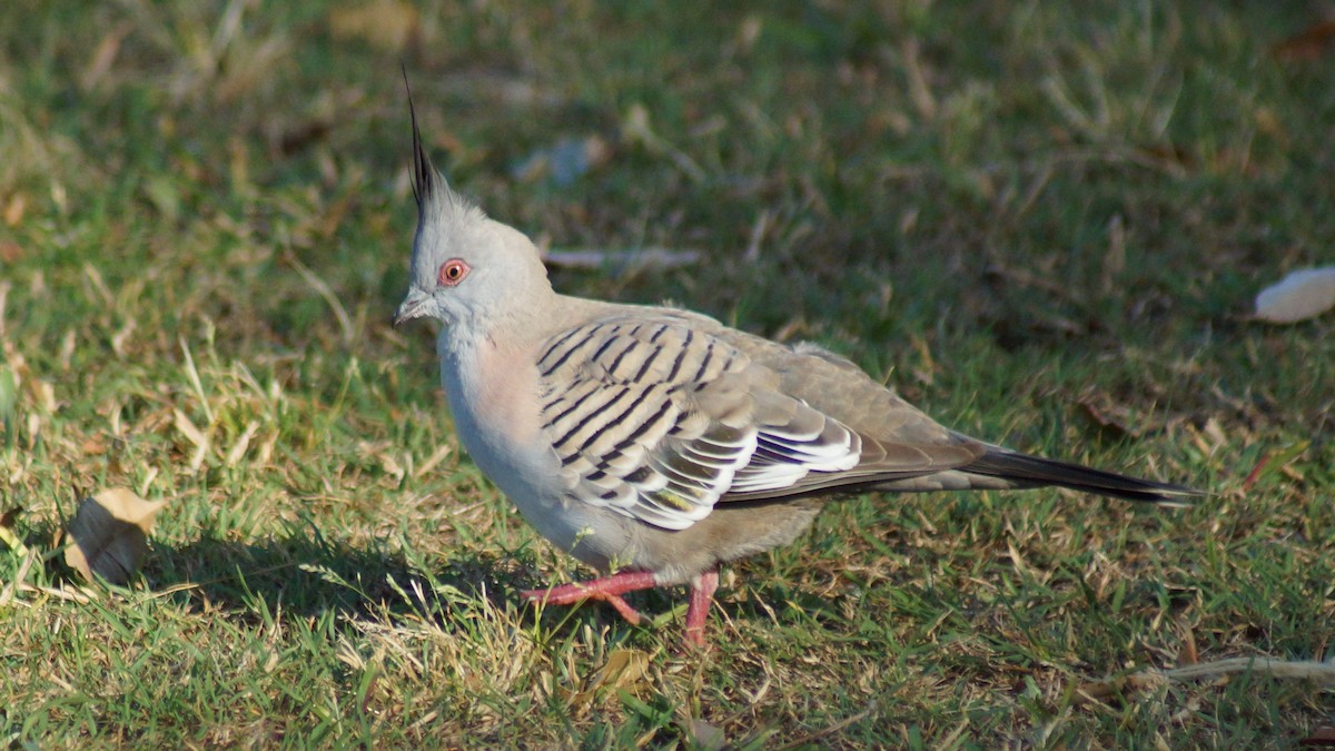 Crested Pigeon - ML590242261