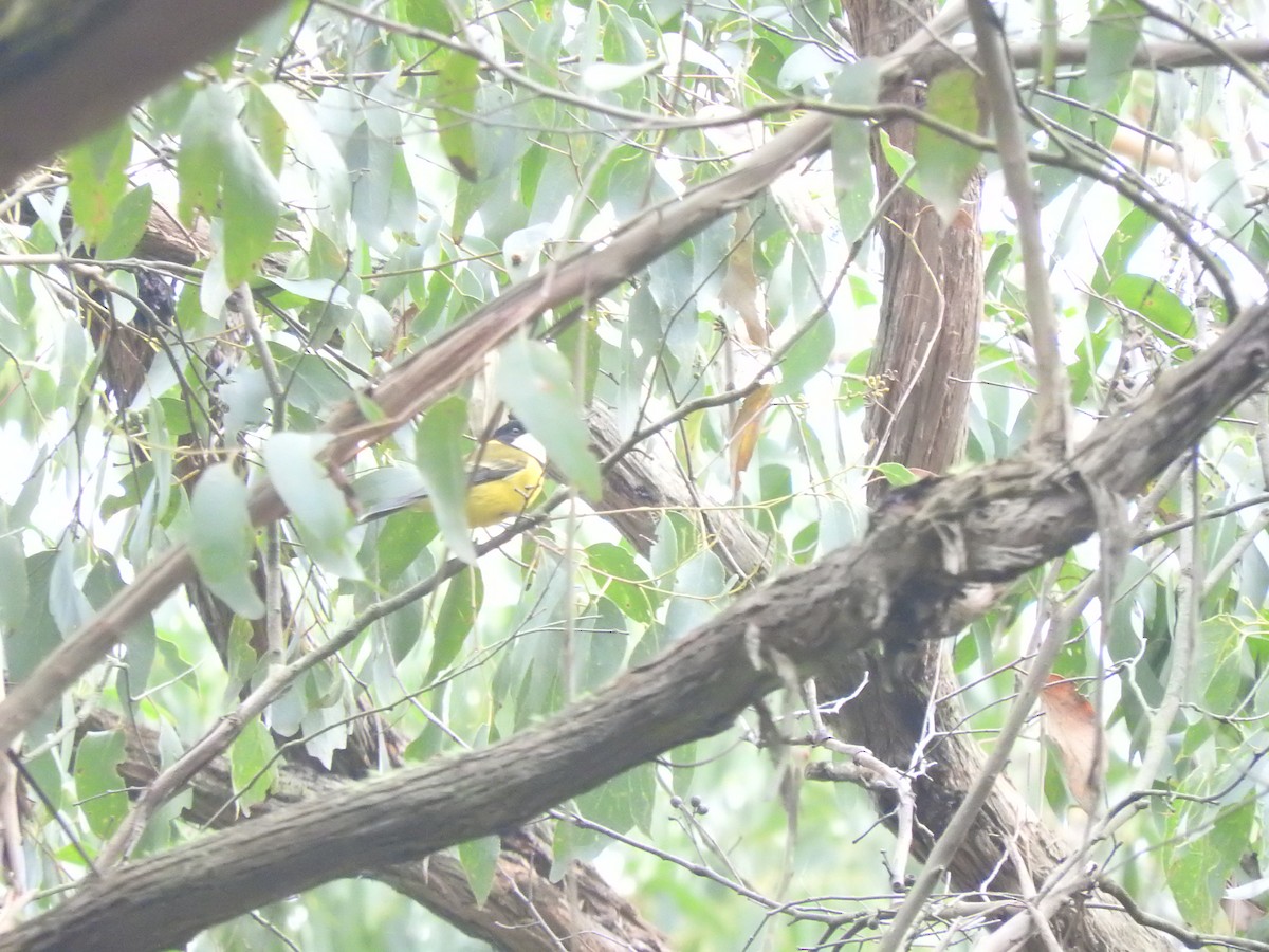 Golden Whistler (Eastern) - ML590242441