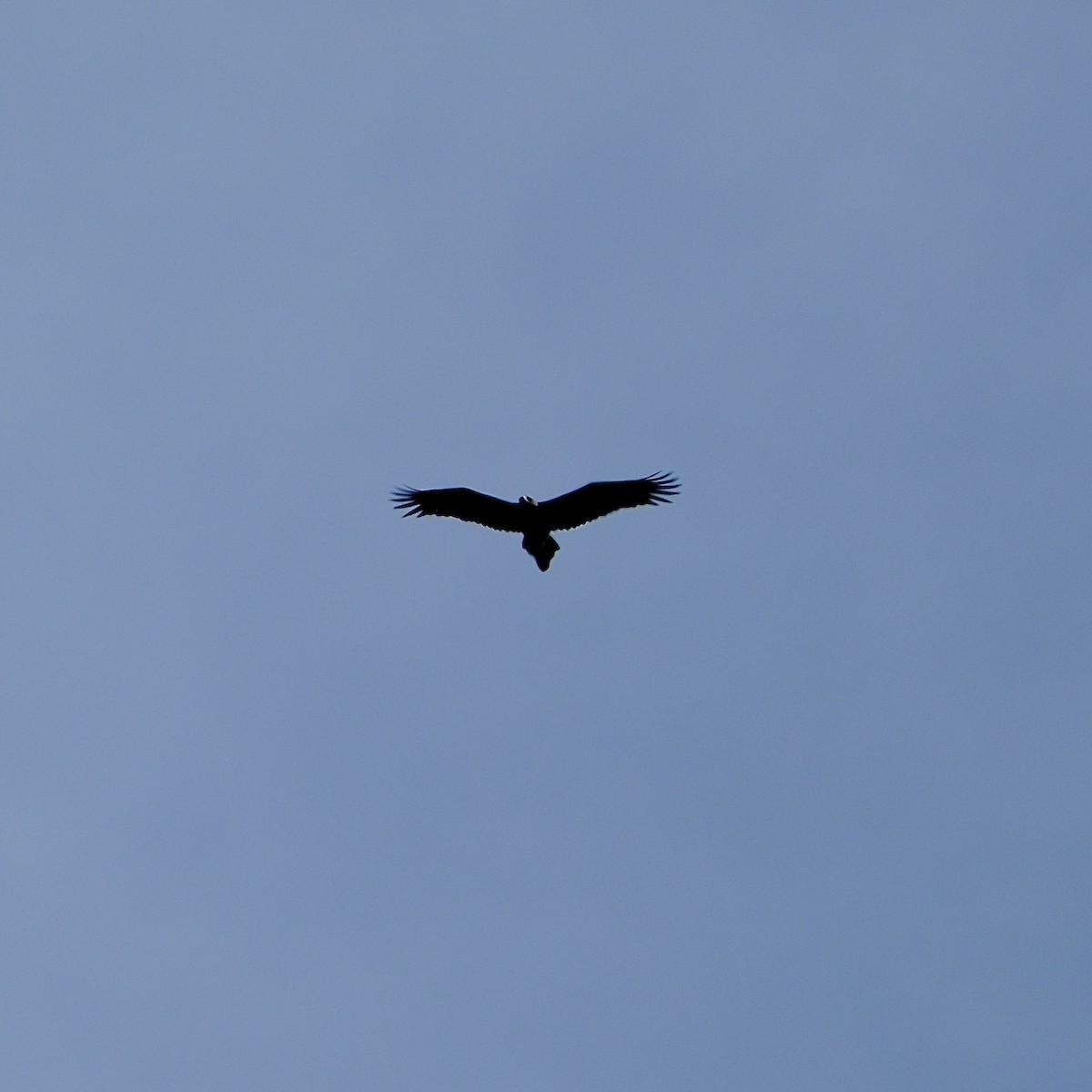 Wedge-tailed Eagle - Adrian Brooks