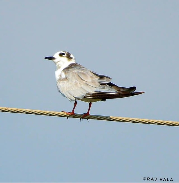 White-winged Tern - Raj Vala