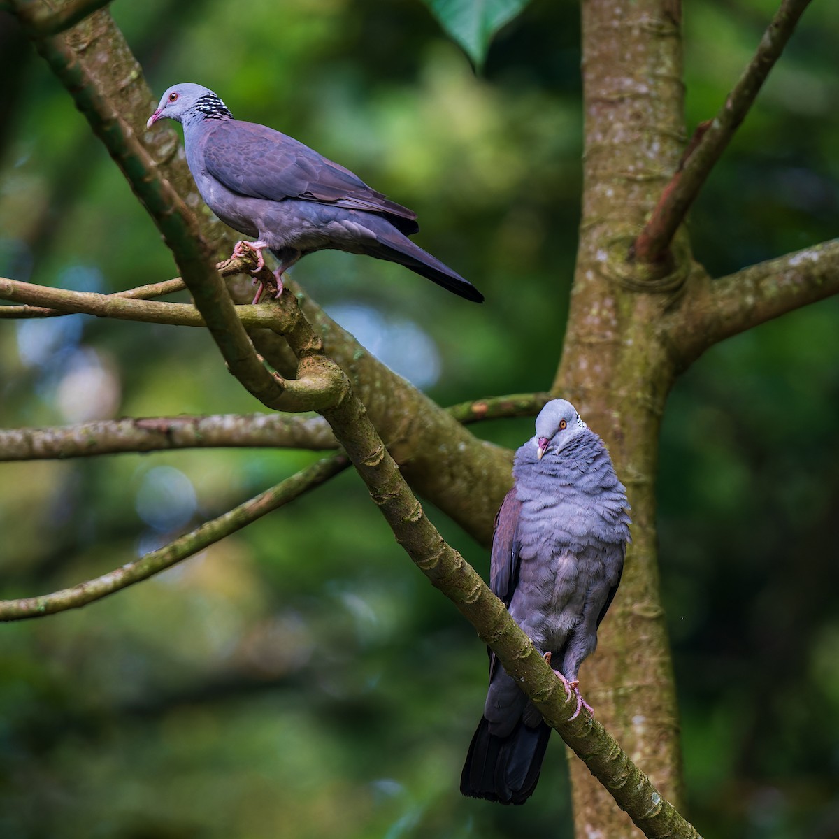 Nilgiri Wood-Pigeon - Saswat Mishra
