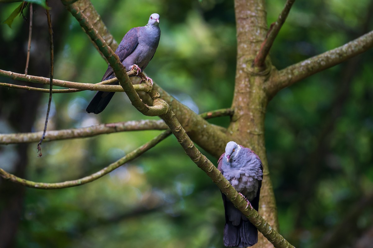 Nilgiri Wood-Pigeon - Saswat Mishra