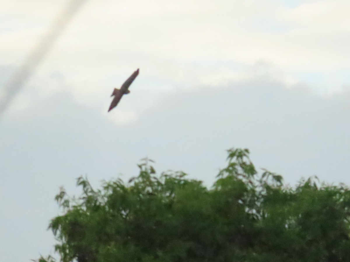 Brown Goshawk - ML590246691