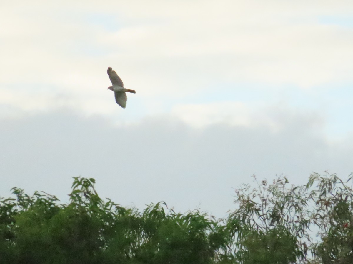 Brown Goshawk - ML590246701