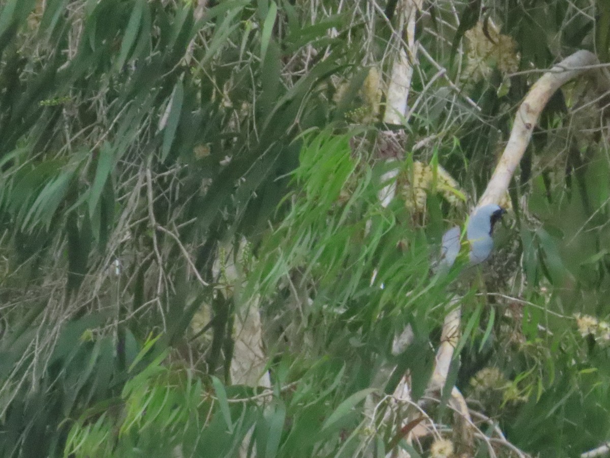 Black-faced Cuckooshrike - ML590246981