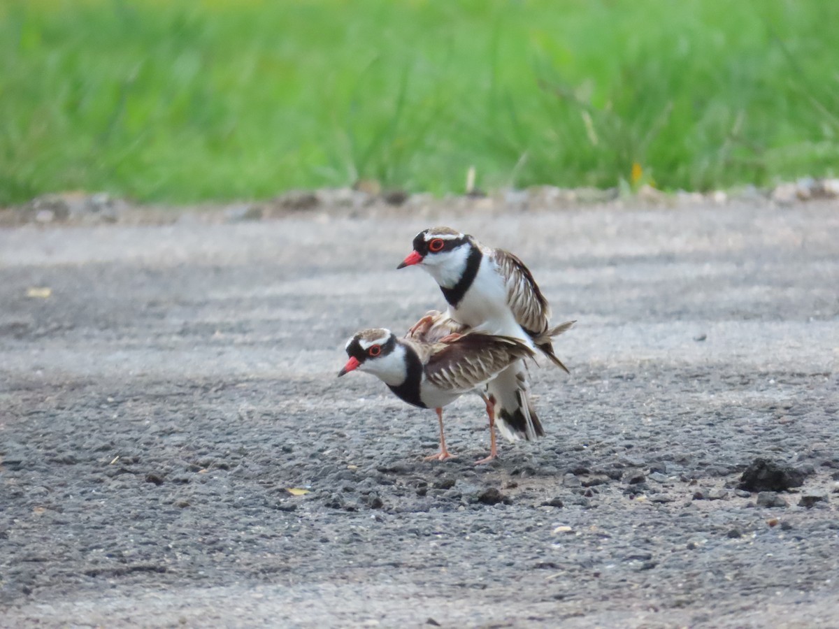 Black-fronted Dotterel - ML590247121
