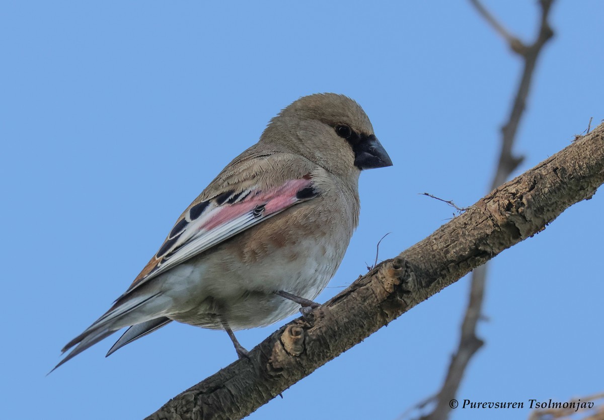 Desert Finch - ML590247241