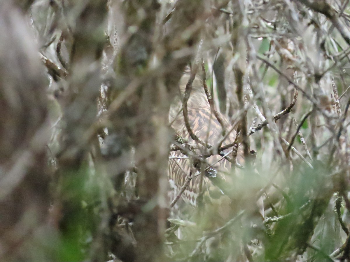 Nankeen Night Heron - Ben Ward