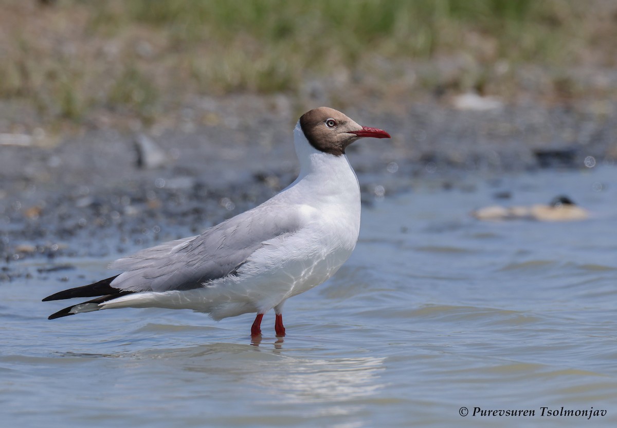 Brown-headed Gull - ML590247441