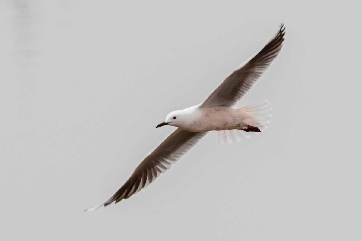 Slender-billed Gull - David Hird