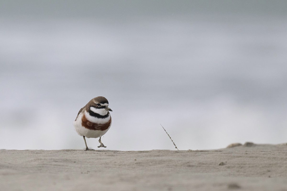 Double-banded Plover - ML590249851