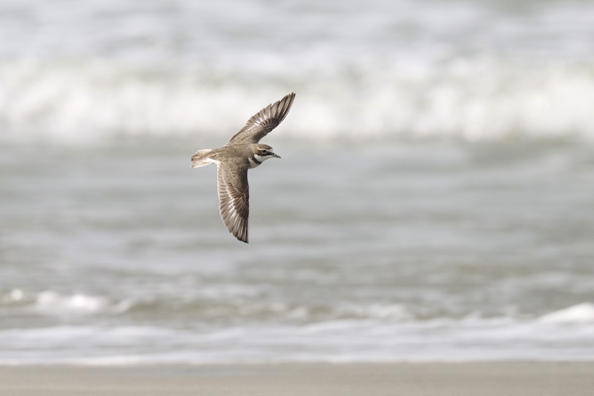 Double-banded Plover - ML590249861