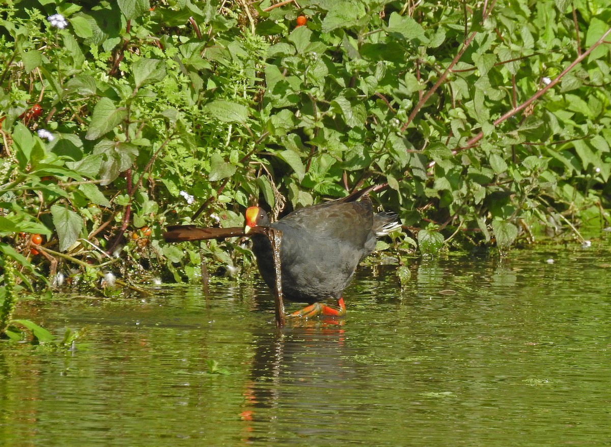 Dusky Moorhen - Ludovico De Vega del Val