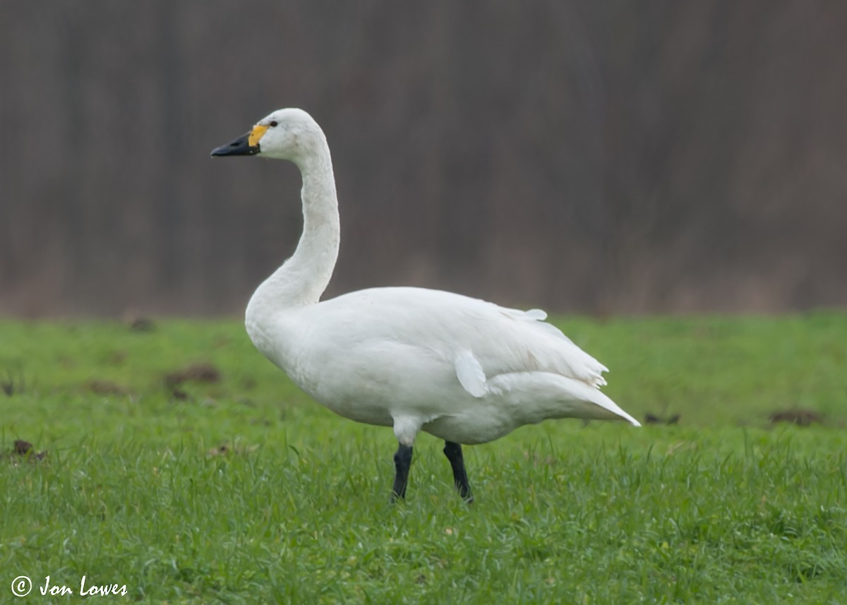 Tundra Swan (Bewick's) - Jon Lowes