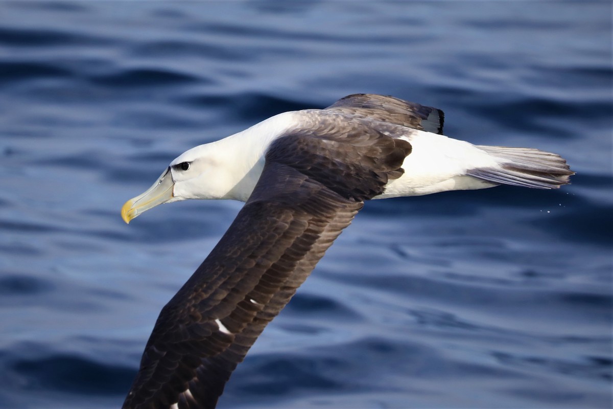 White-capped Albatross - Steven Edwards