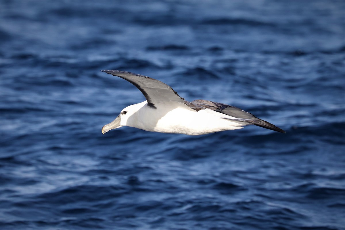 White-capped Albatross - Steven Edwards