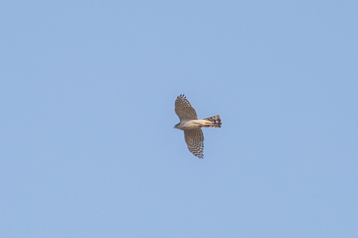 Eurasian Sparrowhawk - ML590253101