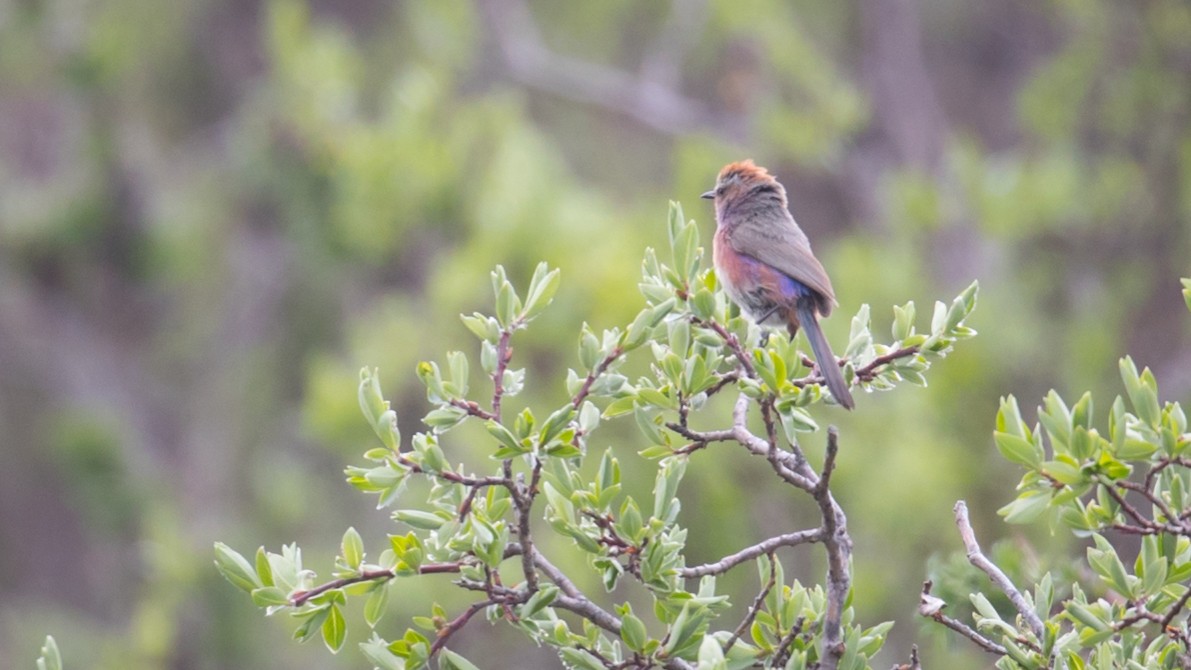 White-browed Tit-Warbler - ML590253471