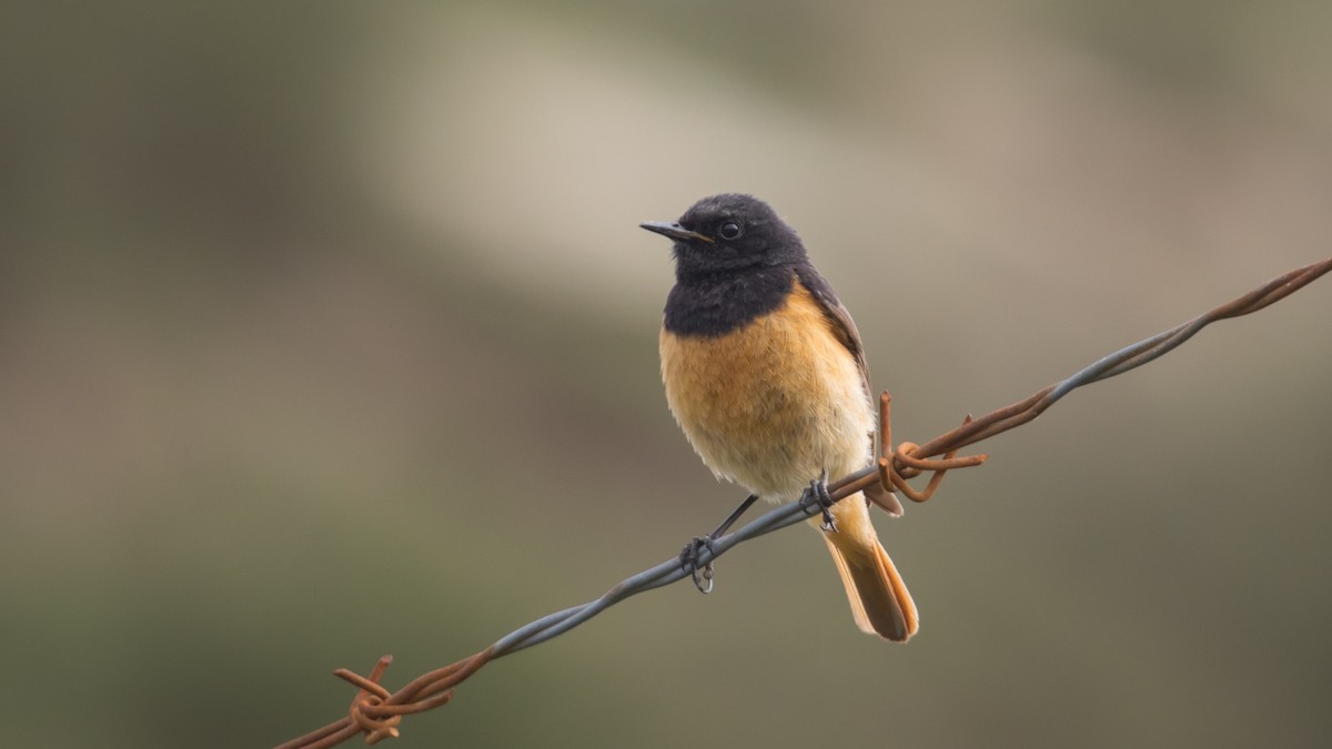 Black Redstart (Eastern) - ML590253511