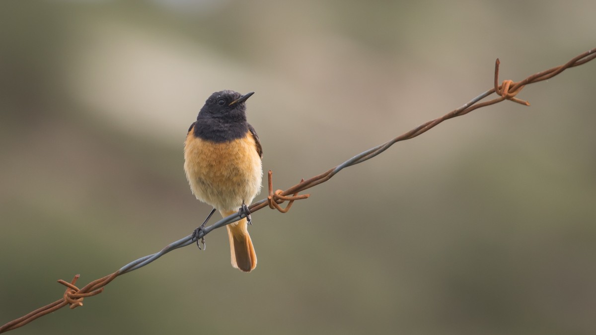 Black Redstart (Eastern) - Mengshuai Ge