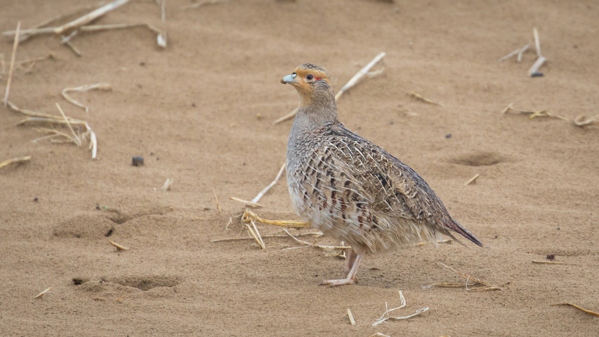 Daurian Partridge - ML590253951