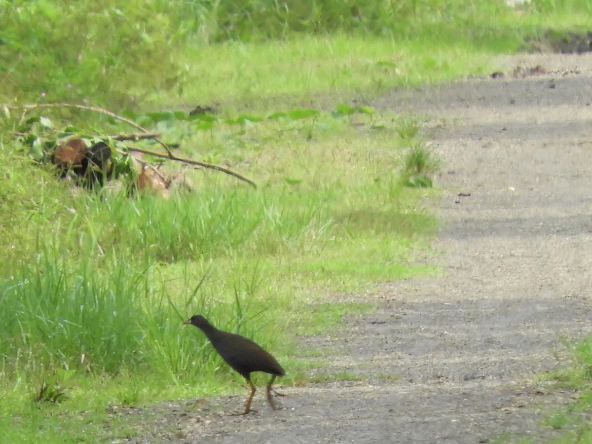 Pale-vented Bush-hen - ML590254581