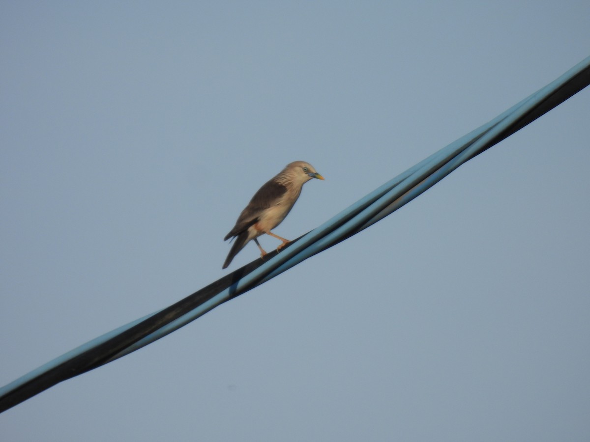 Chestnut-tailed Starling - ML590254831