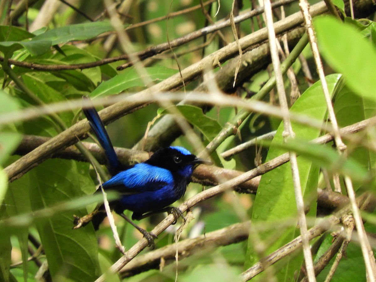 Emperor Fairywren - Yasin Chumaedi