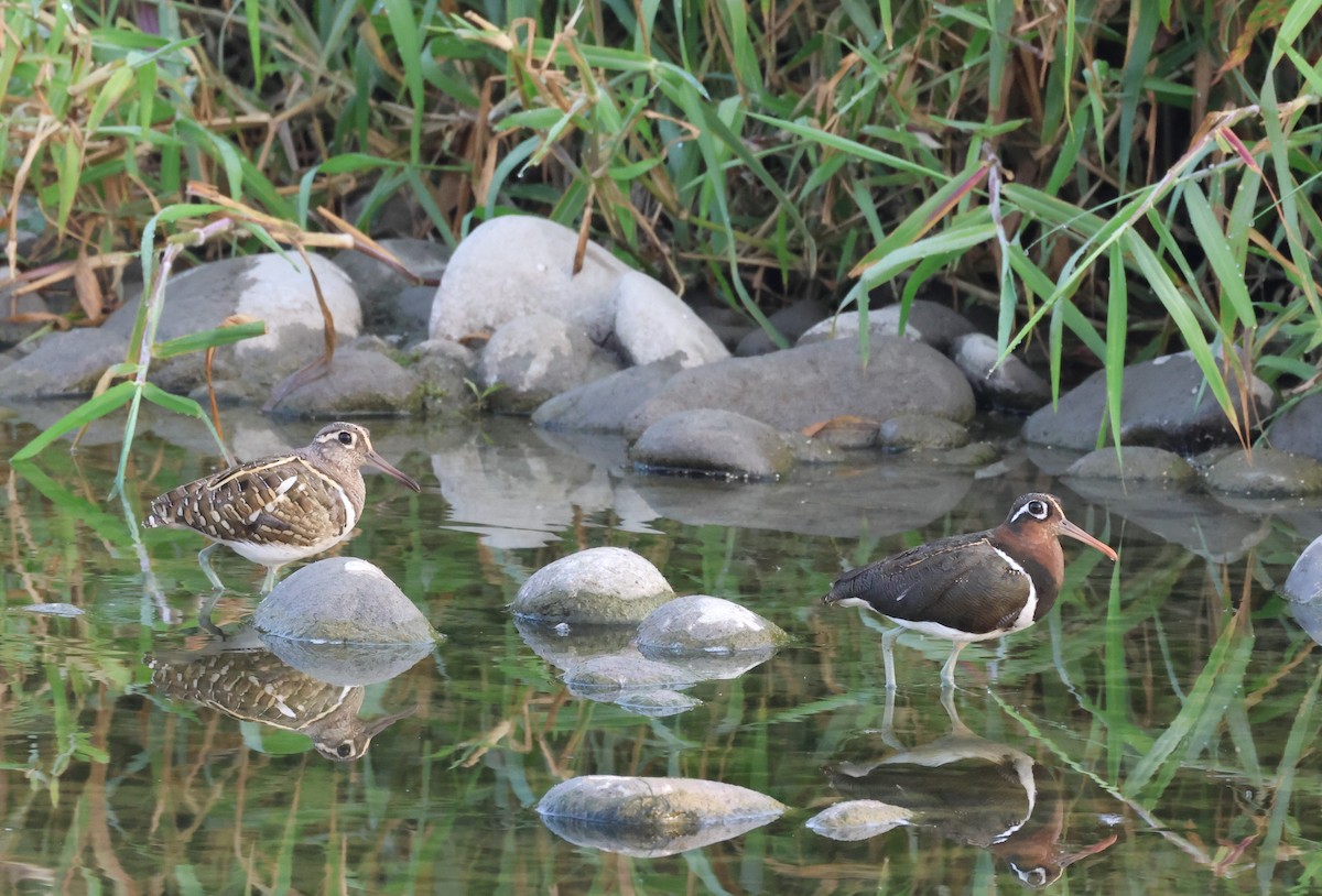 Greater Painted-Snipe - ML590254921